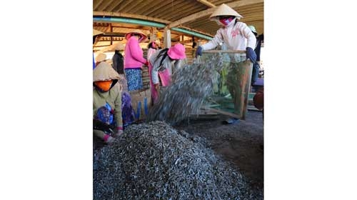 Làng cá cơm Mỹ Tân