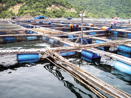 Người Trung Quốc nuôi cá ở Vũng Rô