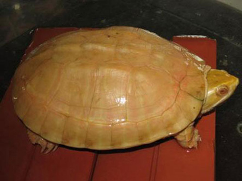 Đại gia Việt và những món ăn “đẳng cấp” năm 2012