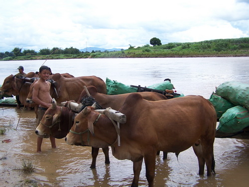 Kon Tum: lại kiểu vượt sông gây… thót tim!