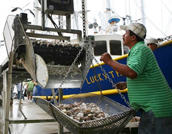 Ngư dân người Việt chịu thiệt hại nặng nề bởi vụ dầu loang