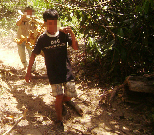 Đổ xô vào rừng tận diệt cây thuốc quí