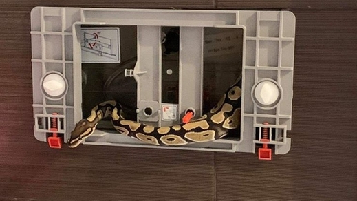 Vào toa lét buổi sáng chợt gặp điều bất ngờ. Từ hộp nước xả bồn cầu bỗng có con trăn vua chui ra