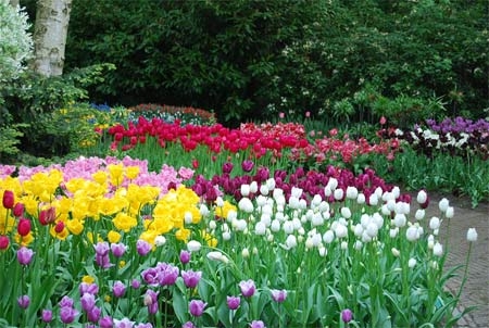 Vườn tulip nổi tiếng nhất thế giới