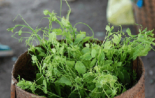 Rau Bồ Khai - Hương vị đặc trưng của núi rừng Bắc Kạn