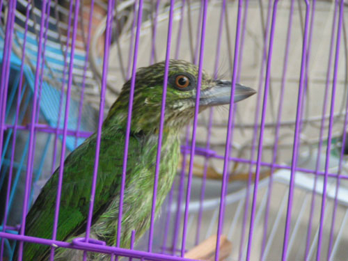 Săn chim trên đỉnh Cấm Sơn