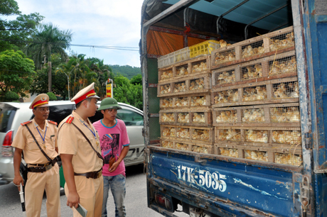 “Thông minh” bất đắc dĩ