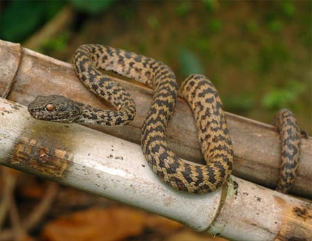 10 sự kiện khoa học nổi bật năm 2009