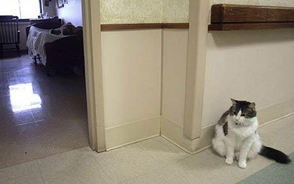 Con mèo có khả năng kỳ lạ: tiên đoán cái chết