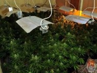 Cảnh sát thủ đô loại trừ thêm một cơ  sở trồng cần sa của người Việt tại Warszawa