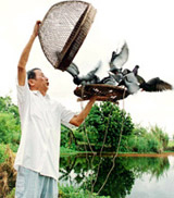 Hội thi chim - Một nét đẹp truyền thống của vùng Kinh Bắc