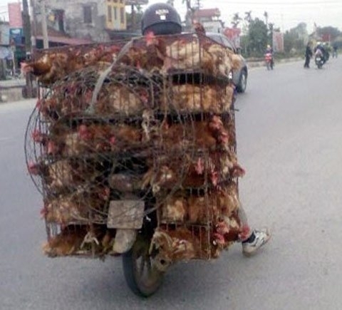 Dự báo ‘loạn như gà’