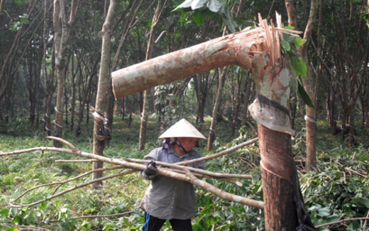 Đánh bạc với bão