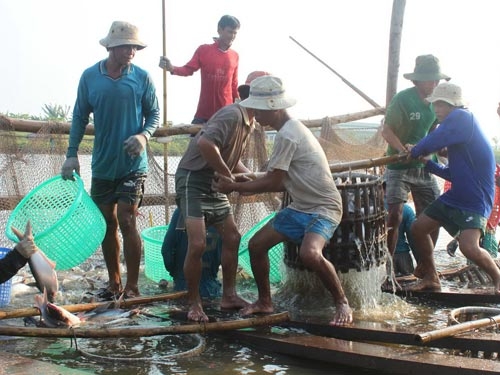 Thêm gánh nặng cho người nuôi cá tra?