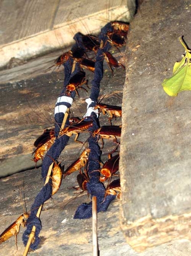 Câu gián mưu sinh