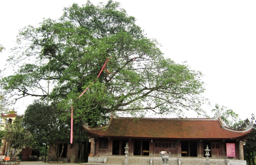 Cây đa làng gọi về hồn quê