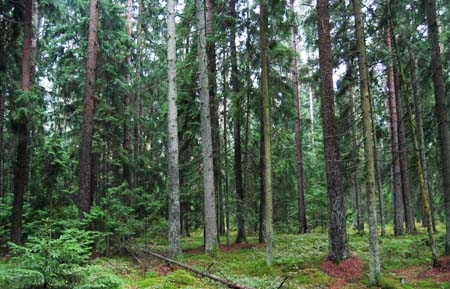 Pan Tadeusz (ciąg dalszy – 39)