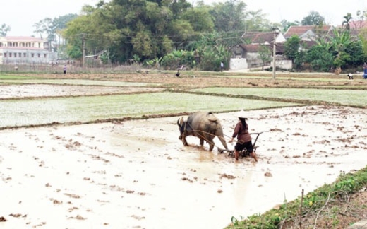 Nông dân trả lại ruộng, vì đâu?