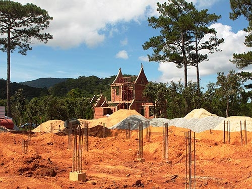 Đua nhau chặt thông!