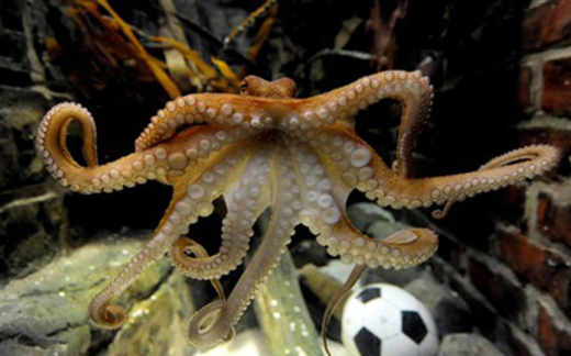 'Bạch tuộc luộc bạch tuộc' và trò 'hút máu' của dân cá độ