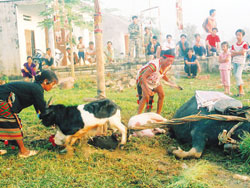 Luật tục núi rừng - Kỳ 3: Rắc rối táng tục