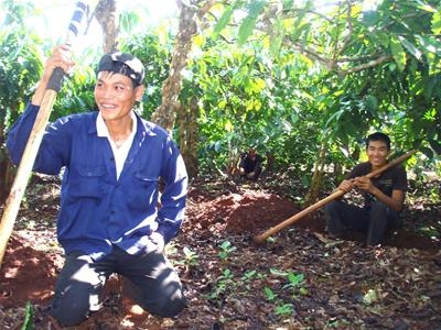 Mùa cà phê chín: Lao động đổ xô lên Tây Nguyên
