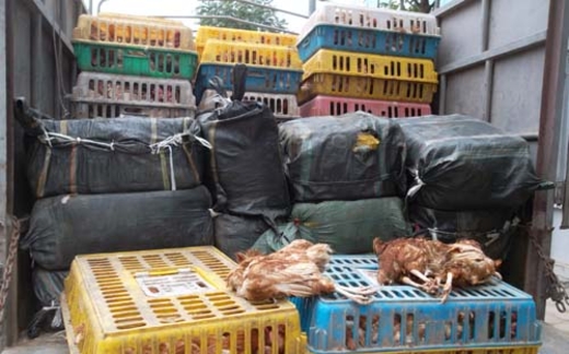 Mối họa khôn lường