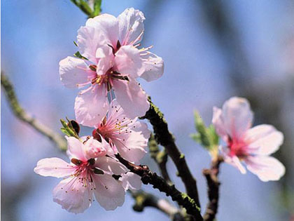 Đường về quê hương