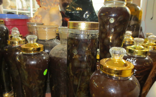 Hà Nội: Trồng cây thuốc phiện để... ngâm rượu