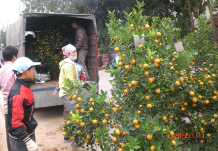 Đào chết nụ, quất được mùa