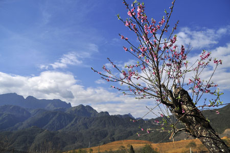 “Hút” mắt sắc màu đào phai Sa Pa