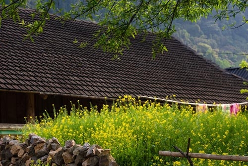 Mùa xanh Lóng Luông