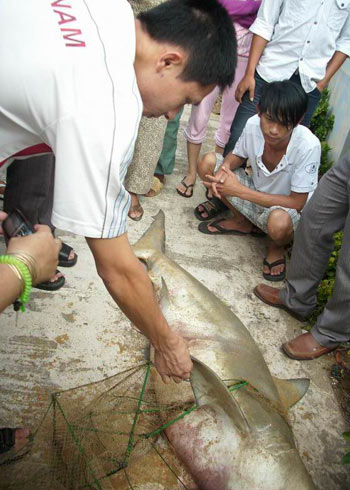 Cá mập nghi cắn người tắm biển bị bắt