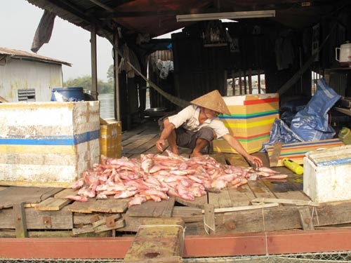 Nước bẩn “giết” làng cá bè
