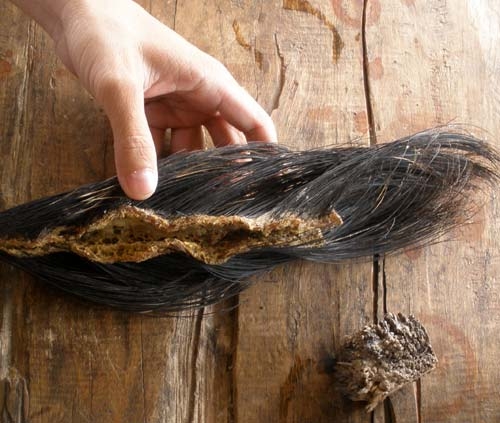 Ngắc ngoải voi Tây Nguyên