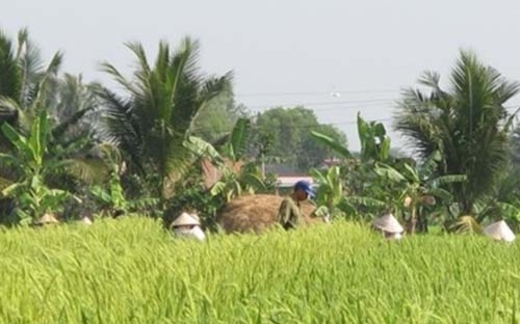 Nông dân khổ sở với giống cây Trung Quốc