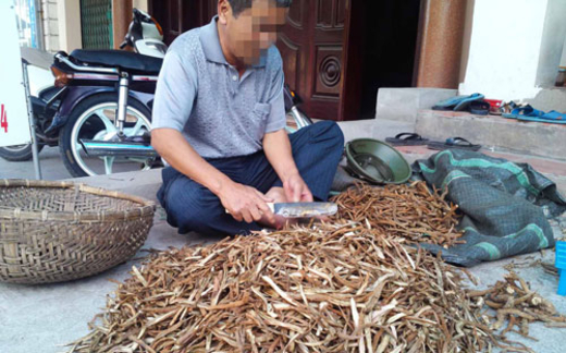 “Đông dược” hay độc dược?