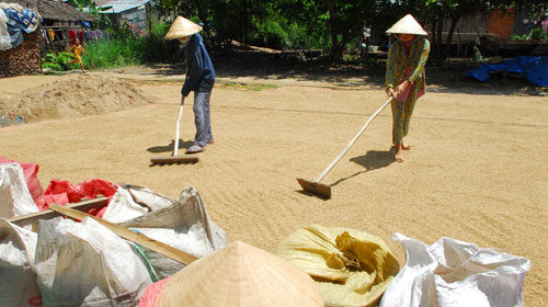 Bắt đầu mua lúa tạm trữ