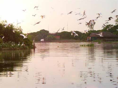 Bồng bềnh đảo Cò