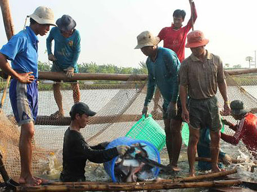 Ao bị “treo”, cá tra khan hiếm