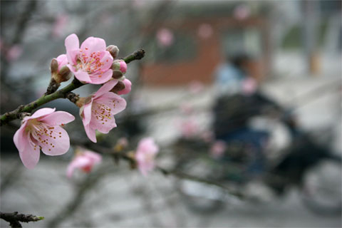 Nhớ xuân quê hương