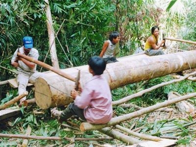 Đột nhập vương quốc gỗ lậu - Kỳ cuối