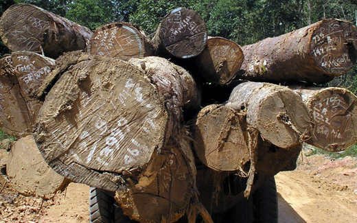 Việt Nam sắp là nước không có rừng?