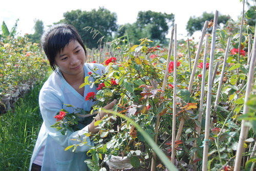 Dạo vườn hoa xuân khắp mọi miền