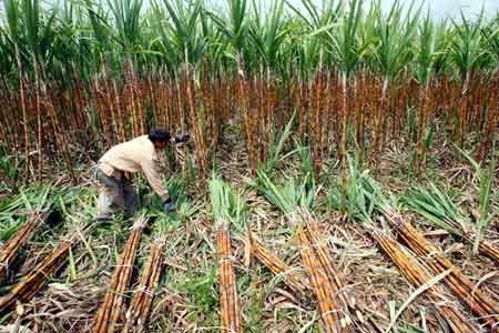 Ngân Hàng Thế Giới cảnh báo Cam Bốt về việc cho nước ngoài thuê đất