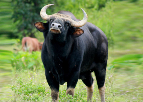 Trăm phần trăm, chúng ta là những con bò… tót