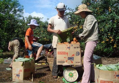 Mùa chôm chôm chín ở Đồng Nai