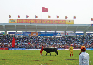 Chọi trâu Đồ Sơn và những mặt trái ngày hội