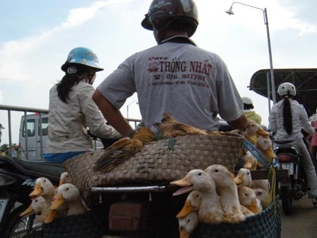 Dịch bệnh đe dọa vùng biên