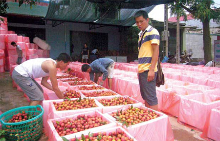 Vùng nguyên liệu VN có nguy cơ vào tay người TQ?
